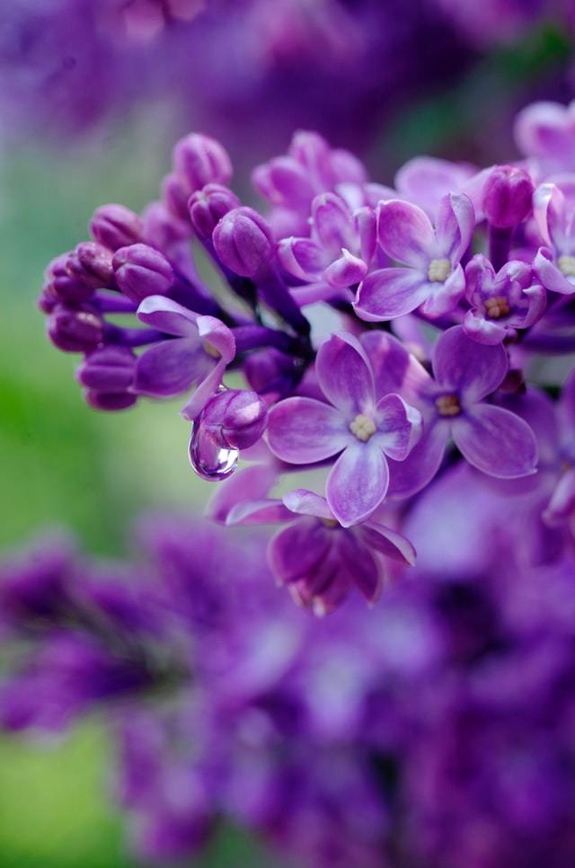 The Magic of Spring Plants – Lilac Flower Blossoms - Pure Like Love